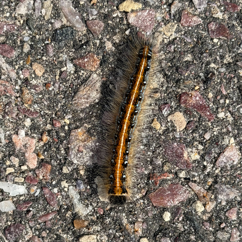 Eastern Tent Caterpillar Moth