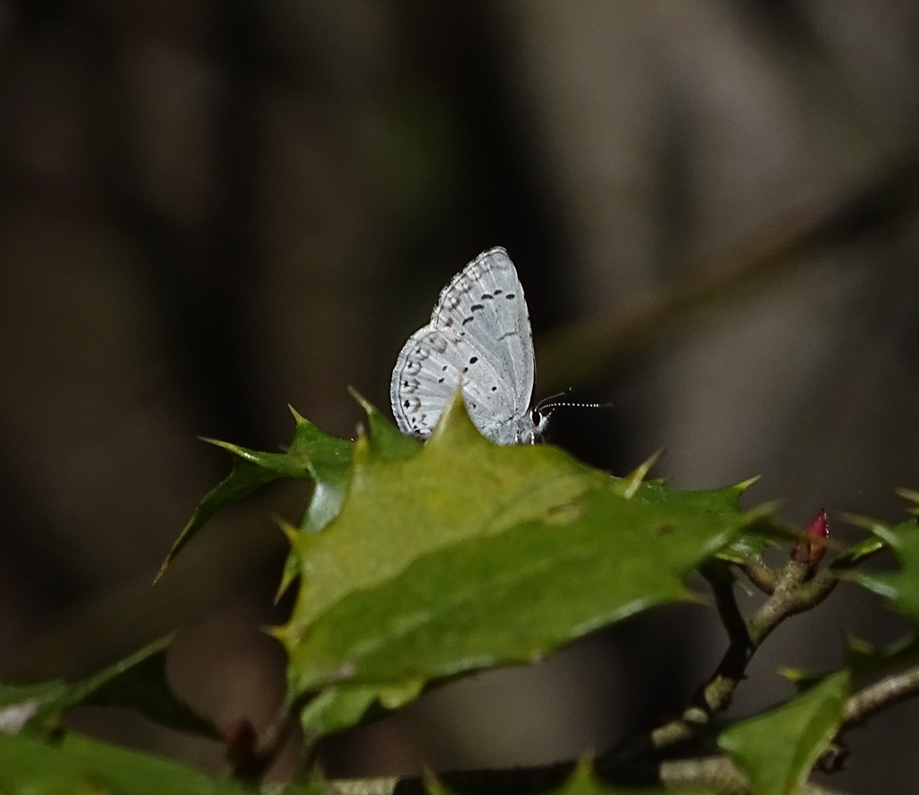 Holly Azure