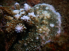 Acropora