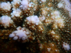 Acropora
