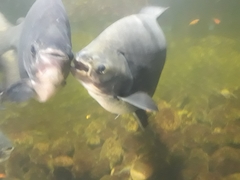 Piaractus brachypomus