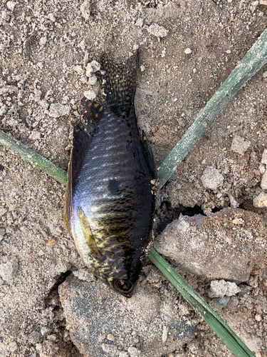 Trichopodus trichopterus