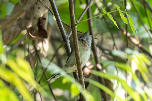 Yuhina castaniceps observed 2026-04-18