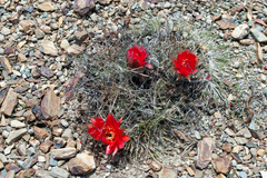 Lobivia pugionacantha