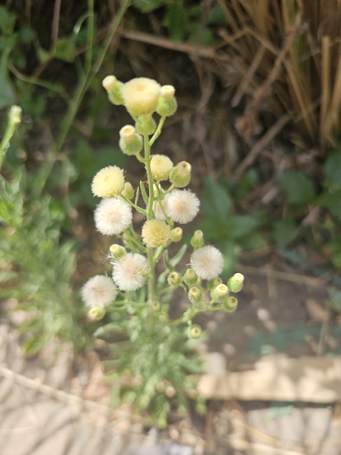 Flax-leaved Horseweed