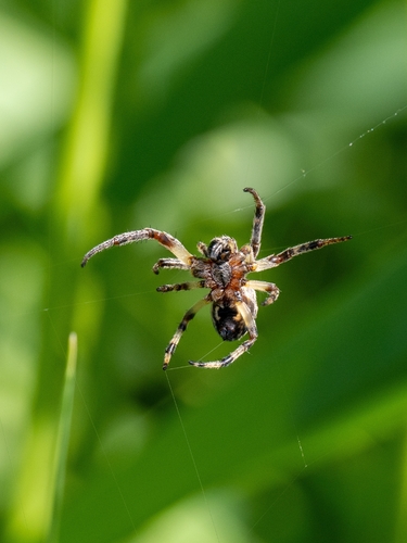 Gewöhnliche Schilfradspinne