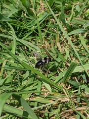 Andrena cineraria