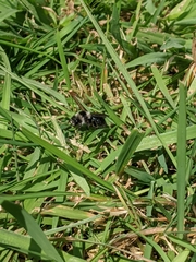 Andrena cineraria