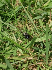 Andrena cineraria