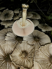 Agaricus endoxanthus