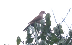 Patagioenas subvinacea