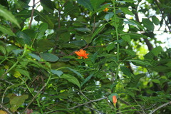 Leuenbergeria bleo