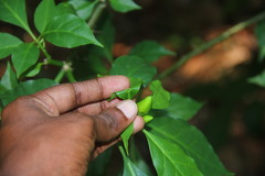 Leuenbergeria bleo