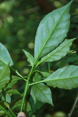 Leuenbergeria bleo