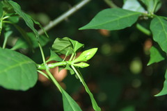 Leuenbergeria bleo