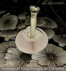 Agaricus endoxanthus