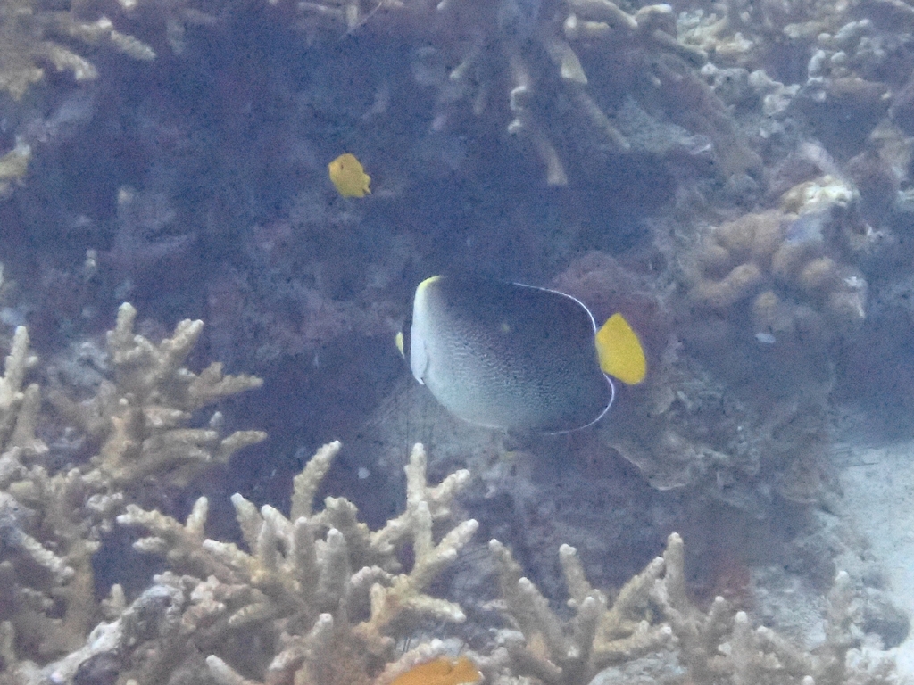 emperor butterflyfish