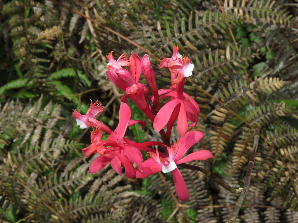 Epidendrum imperator Hágsater