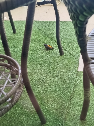 Orange-bellied Flowerpecker