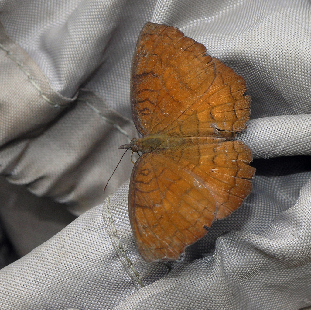 Banded Castor