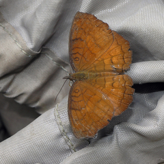 Ariadne specularia arca