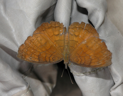 Ariadne specularia arca