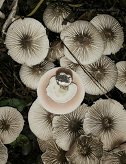 Agaricus endoxanthus