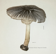 Agaricus endoxanthus