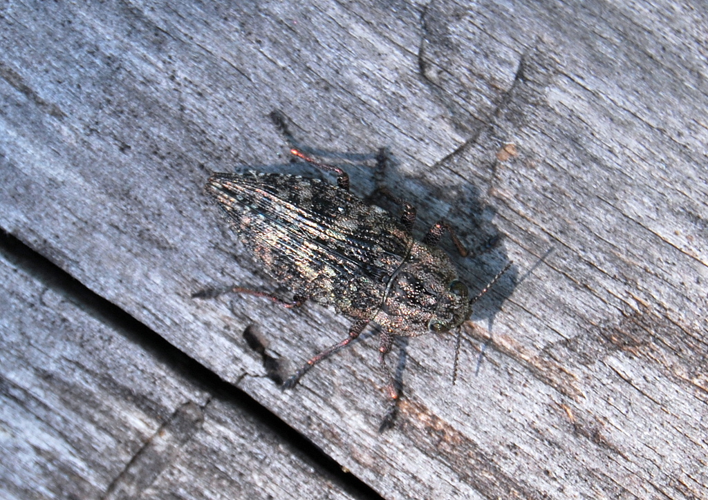 Dicerca amphibia