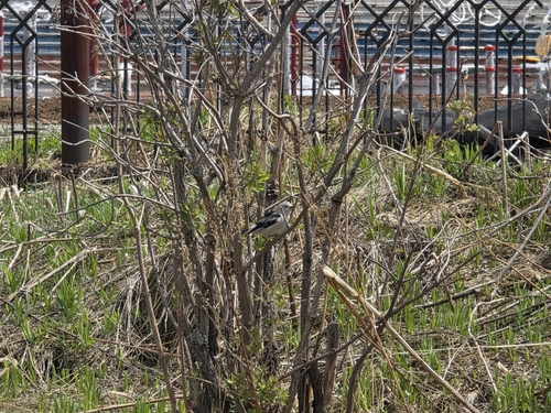 Daurian Starling (Agropsar sturninus)