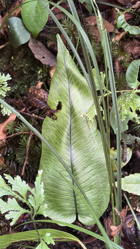 Diplazium cordifolium observed 2026-05-19