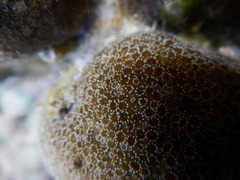 Porites