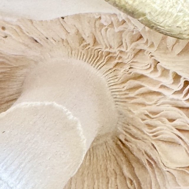 Deathcap · May 2026 · photo: Photo: (c) Karen Offereins, some rights reserved (CC BY) · iNaturalist