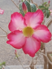 Adenium obesum