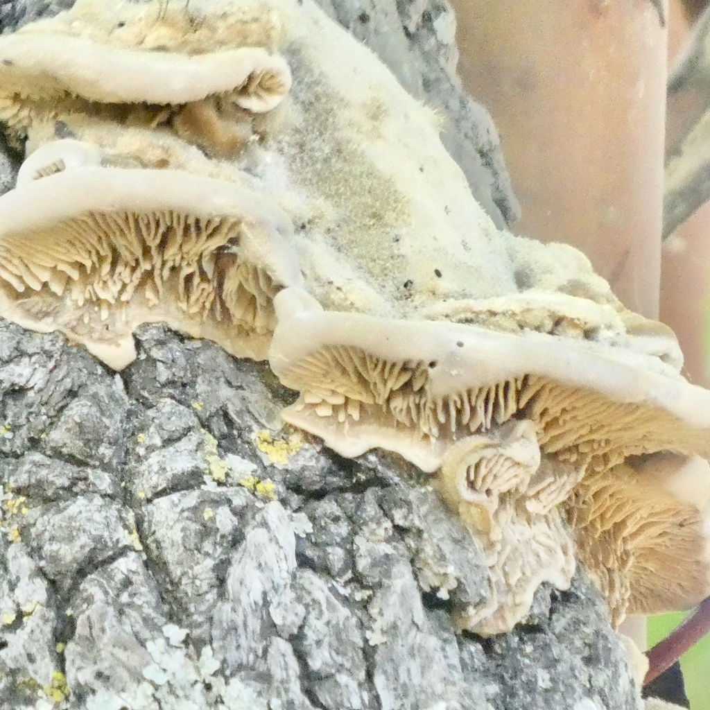 Gilled Polypore · May 2026 · photo: Photo: (c) Karen Offereins, some rights reserved (CC BY) · iNaturalist
