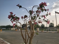 Adenium obesum
