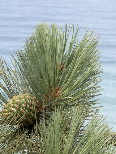 Pinus torreyana ssp. torreyana