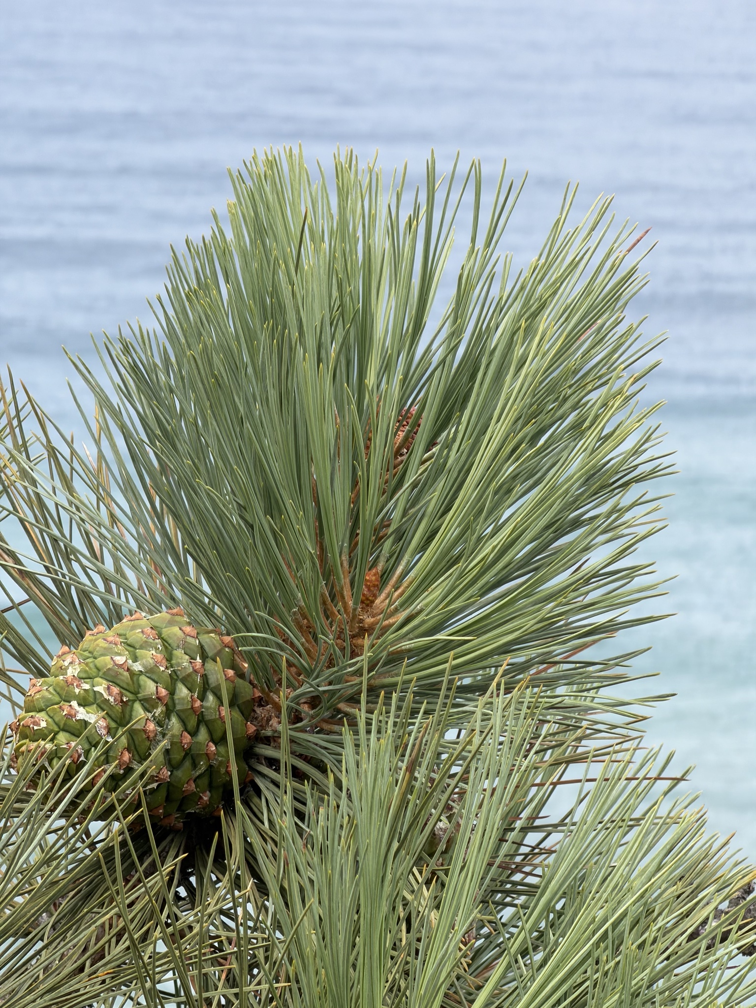 Pinus torreyana ssp. torreyana