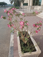 Adenium obesum