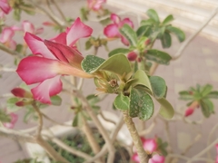 Adenium obesum