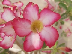 Adenium obesum