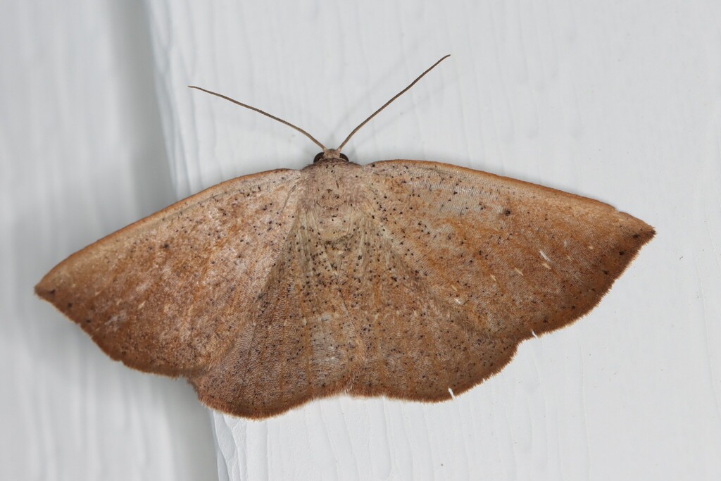 Tacparia zalissaria
