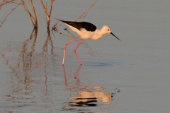 Himantopus himantopus