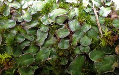 Riccia cartilaginosa