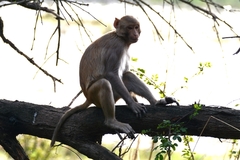 Macaca mulatta