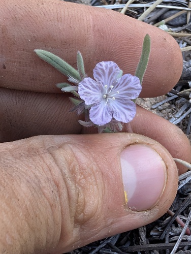 Transverse Range phacelia (Phacelia exilis)