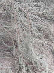 Tamarix aphylla