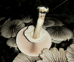 Agaricus endoxanthus