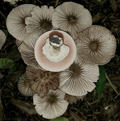 Agaricus endoxanthus