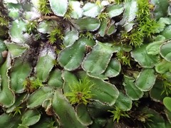 Riccia cartilaginosa